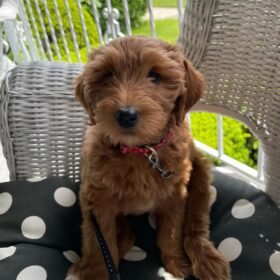 large goldendoodle puppies for sale large goldendoodle puppies for sale