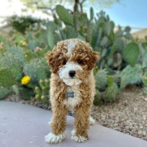 mini golden doodle for sale