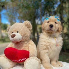 where to get golden retriever puppies where to get golden retriever puppies