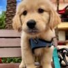 how much do golden retriever puppies cost