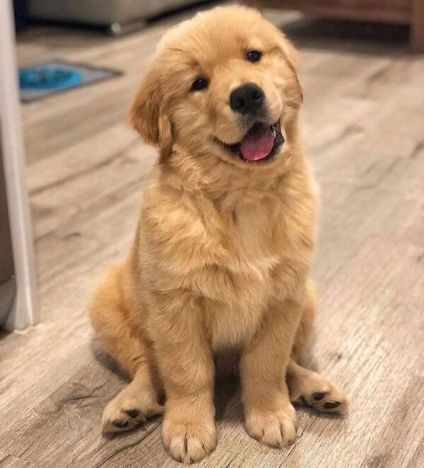 Golden retriever puppies for sale Maryland