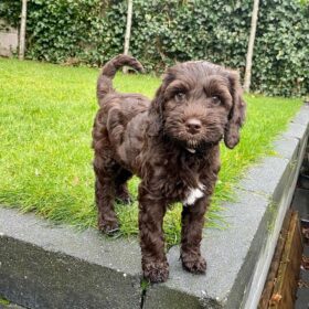 teddy bear goldendoodle