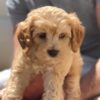 goldendoodle puppies for sale under $500