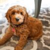 goldendoodle puppies for sale ohio