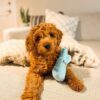 goldendoodle puppies for sale california