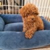 goldendoodle rescue puppies for sale