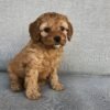 toy goldendoodle puppies for sale near me