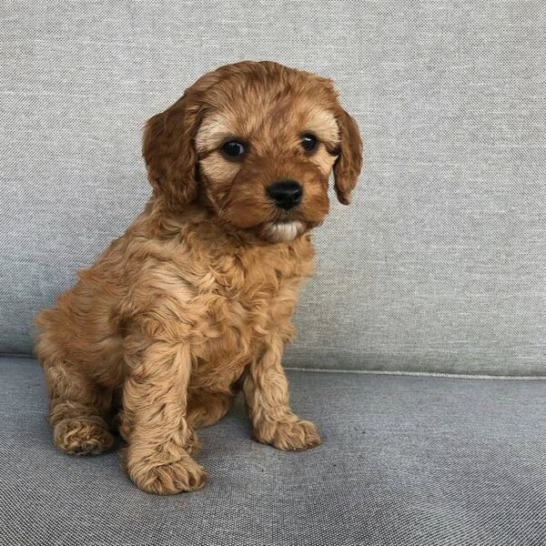 toy goldendoodle puppies for sale near me