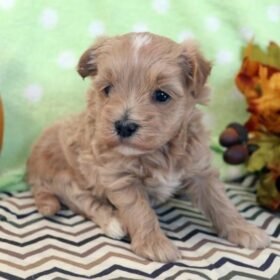 Maltipoo puppy for sale Maltipoo puppy for sale