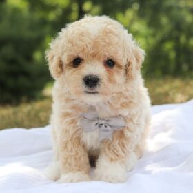 Maltipoo teacup puppies for sale/teacup maltipoo for sale