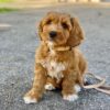goldendoodle puppies for sale texas