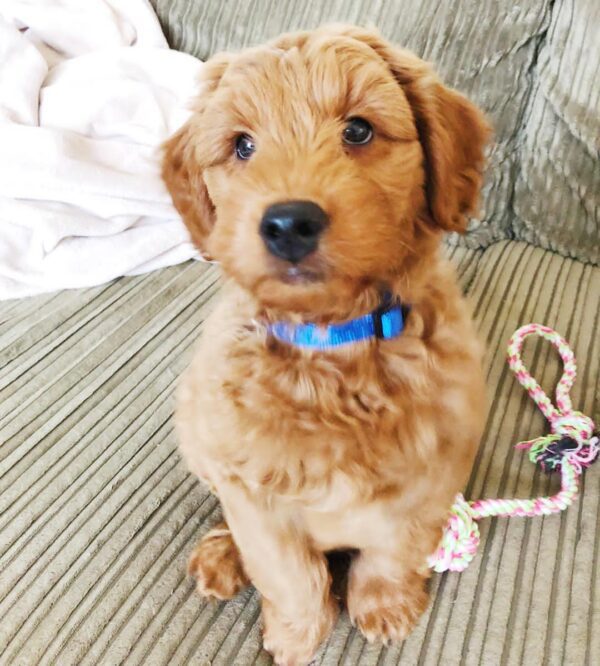 mini goldendoodle puppies for sale near me