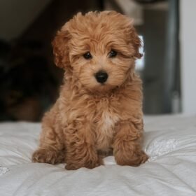 apricot maltipoo puppy for sale