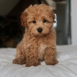apricot maltipoo puppy for sale