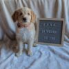 goldendoodle puppies for sale in md