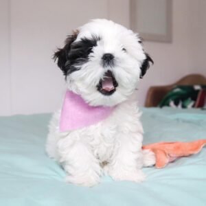 Shih tzu puppies for sale under 400 near me