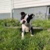 Boston terrier puppies for sale under $200