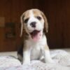 Beagle breeders near you