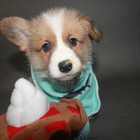 blue heeler corgi puppies blue heeler corgi puppies