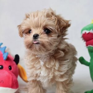 Maltipoo puppies for sale under $400