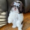 Shih tzu puppies for sale in pa under $500