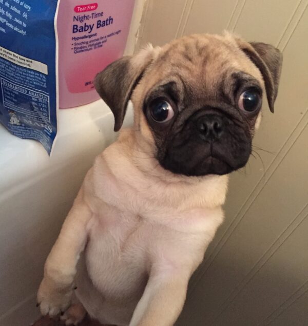 Pug puppies for sale under $1000 near me
