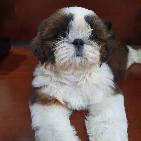 Shih tzu puppies for sale under 300 craigslist/Shih tzu craigslist