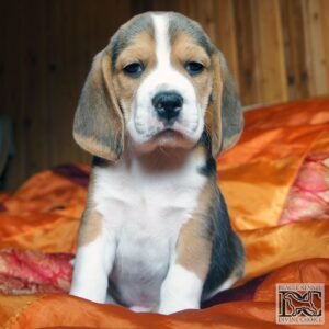 Cute beagle puppies