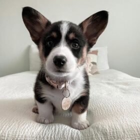 Fluffy corgi puppies for sale
