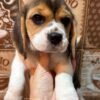 Pocket beagle for sale