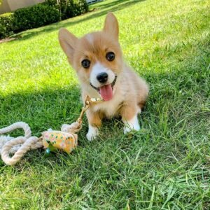 Corgi puppies for sale under $200