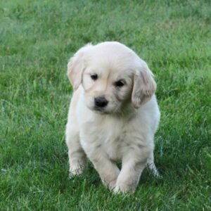 Golden retriever puppies for sale near me under $500