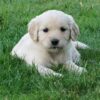 Golden retriever puppies for sale near me under $500
