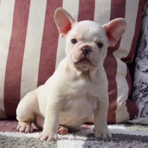 Teacup french bulldog puppies for sale under 1000