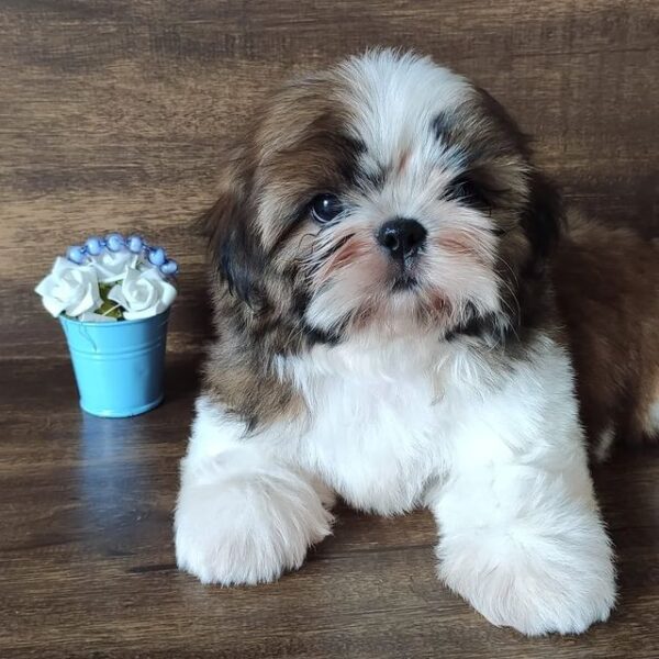 Shih tzu puppies for sale under $300 Craigslist