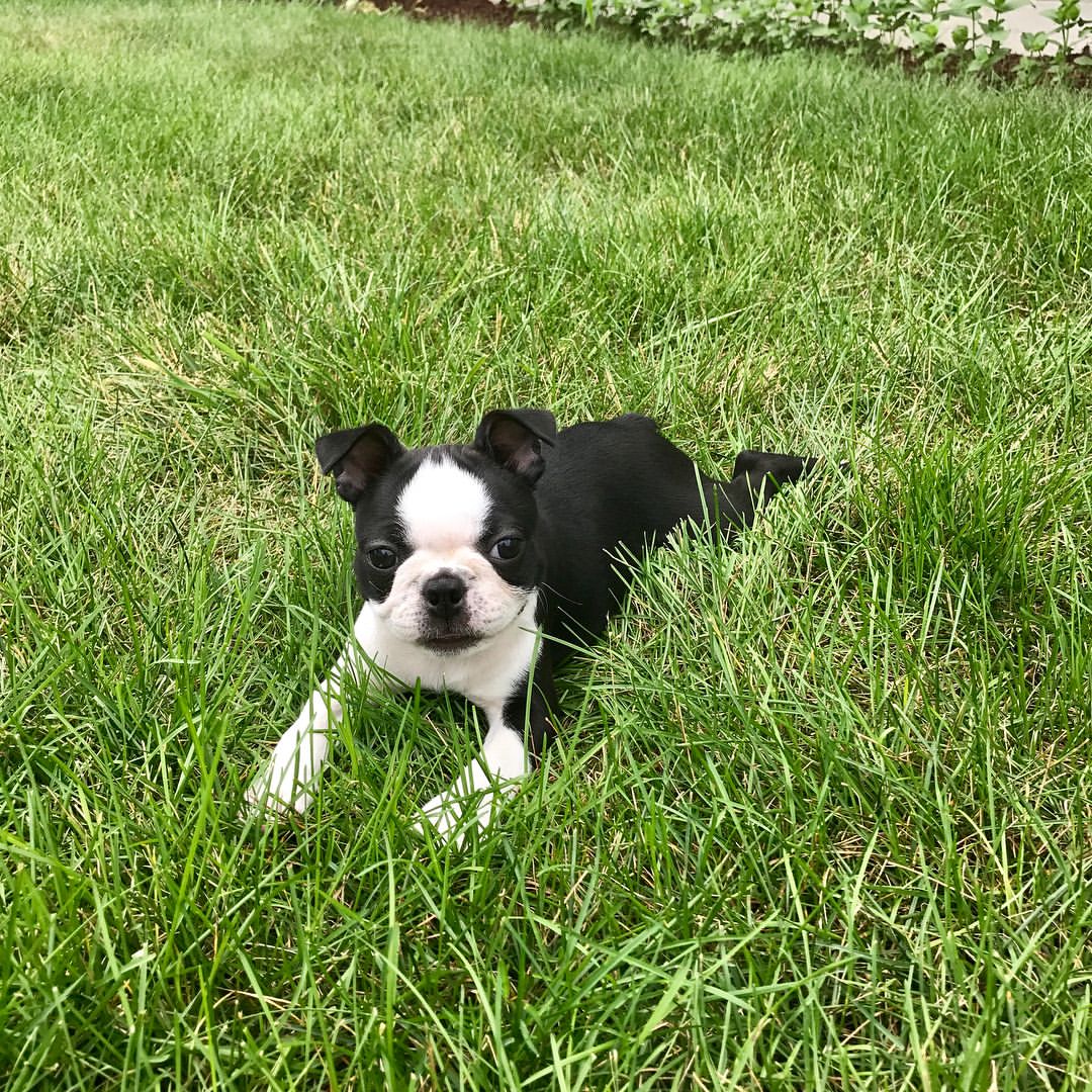 Boston terrier puppies for sale under $500 near me