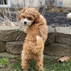 Shih-poo puppies for sale under 400