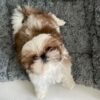 Teacup shih-tzu puppies for sale under $500 near me