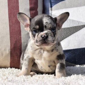 French bulldog puppies for sale in texas under 1000