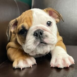 English bulldog puppies for sale in pa under $500