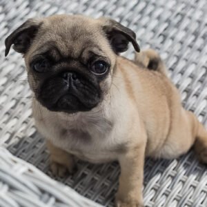 Pug puppies for sale under $1000 near me
