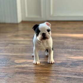 Boston terrier puppies for sale under $500