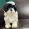 Morkie puppies for sale under $500