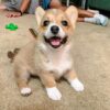 Corgi puppies for sale under $200