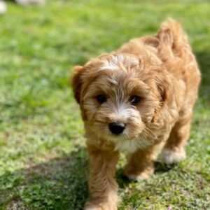 Cavapoo puppies for sale under $800
