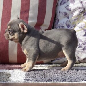 French bulldog puppies for sale under 1000 Ohio