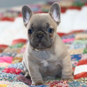 French bulldog puppies for sale in GA under $500