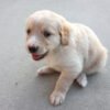 Golden Retriever puppies for sale under $1000 near me