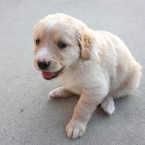Golden Retriever puppies for sale under $1000 near me
