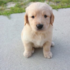 Golden Retriever puppies for sale under $1000 near me